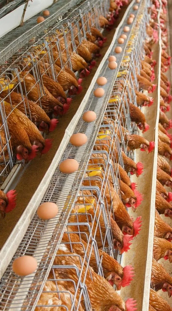 Poultry farming operations