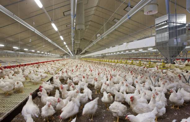 Poultry flock at the farm