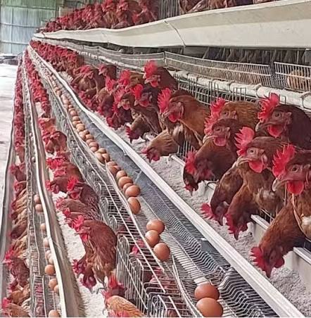 Poultry farming operation